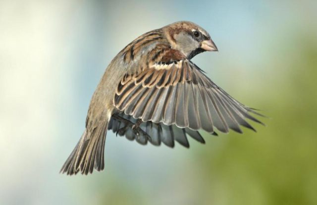 Silver Sparrow Malware silver sparrow malware